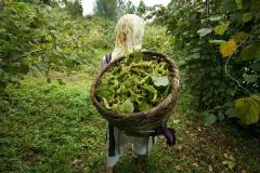 Kıtırtı Kavrulmuş Doğal İç Fındık Vakumlu Paket 500 GR